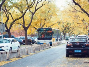 台州道路绿化与花卉绿植公司，东西湖区高价花卉价格信息解析台州花卉园林基地