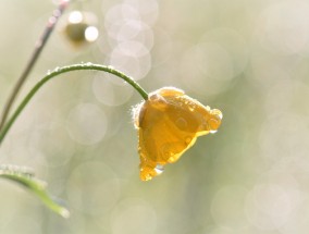 济宁北湖花卉的魅力，花卉的拼音与丰富多彩的组词